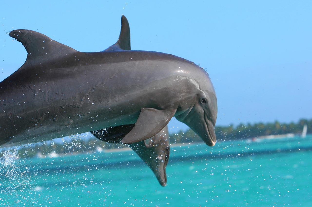 Caraibes-pixabay-dolphin-855574_1280.jpg